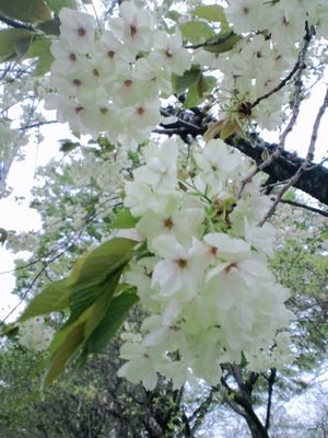 Green cherry blossoms